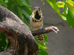 D'Arnaud's Barbet