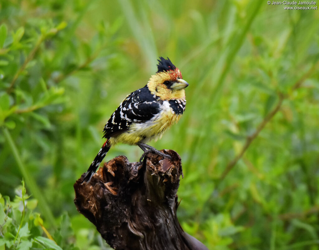 Crested Barbet