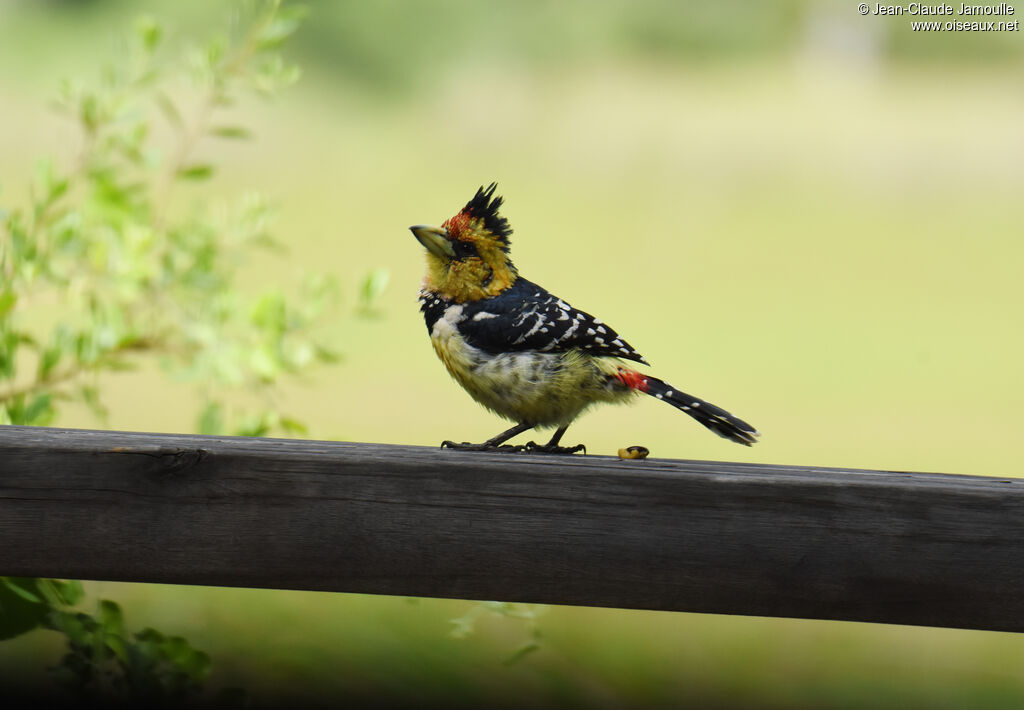 Crested Barbet