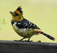 Crested Barbet