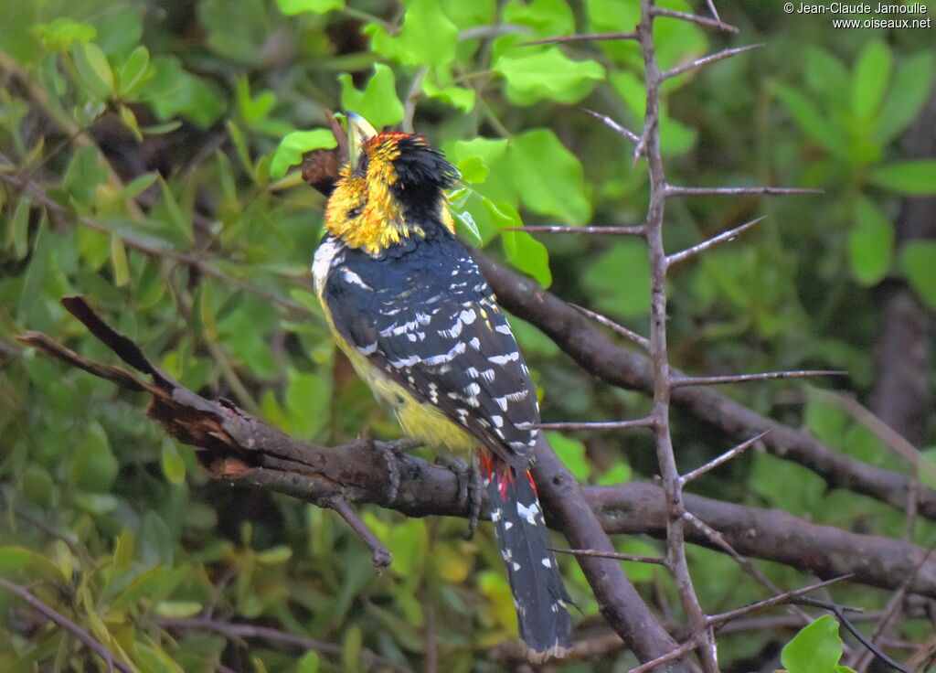 Crested Barbet