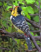 Crested Barbet