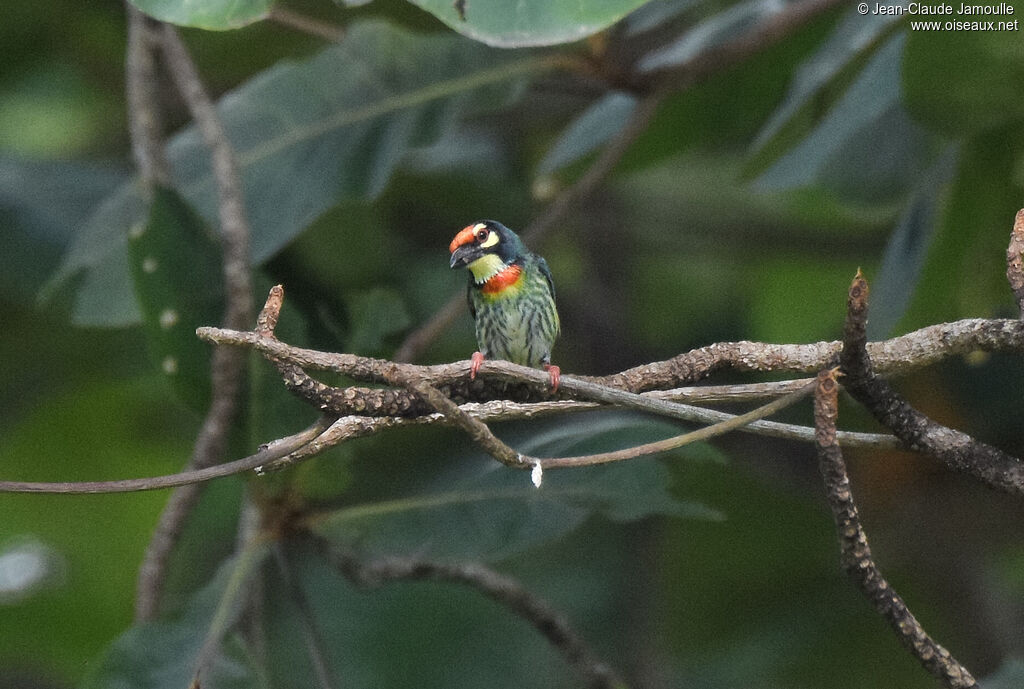 Coppersmith Barbet