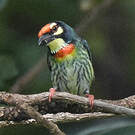 Barbu à plastron rouge