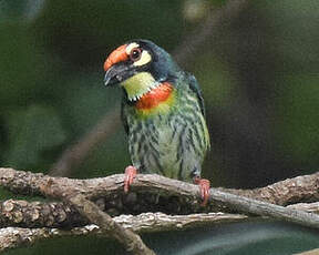 Barbu à plastron rouge