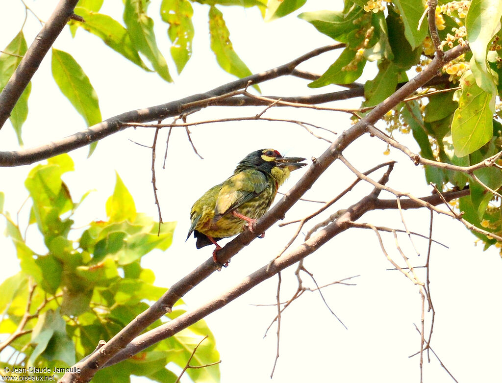 Coppersmith Barbet