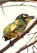 Coppersmith Barbet