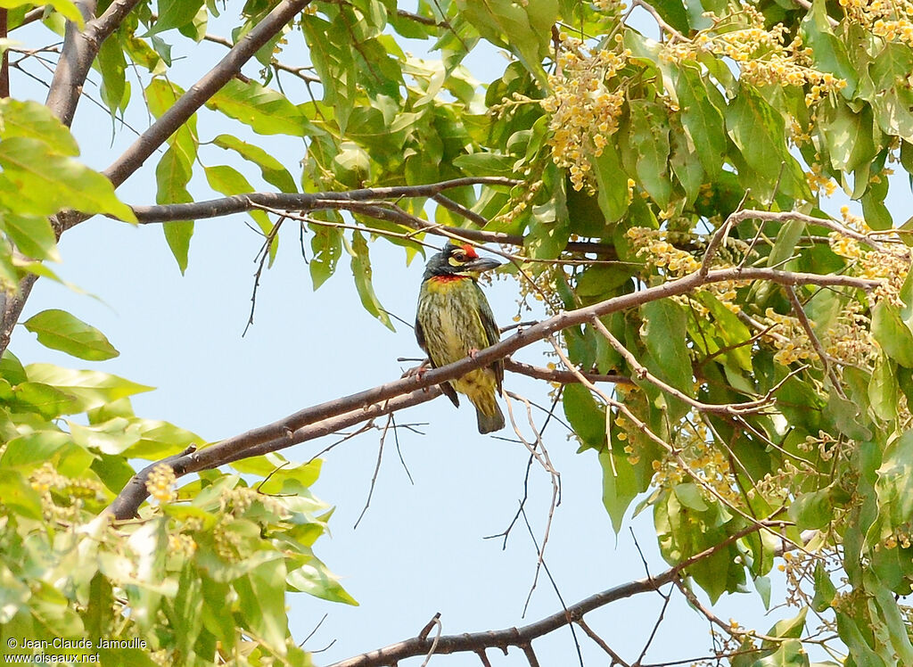 Barbu à plastron rouge