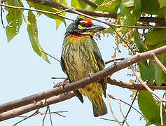 Barbu à plastron rouge