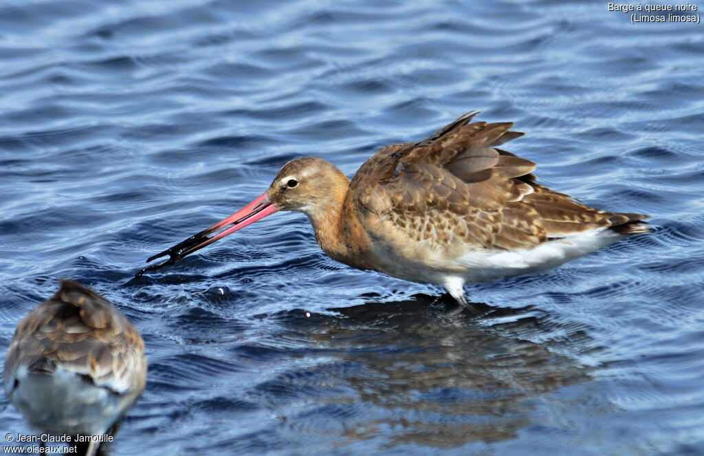 Black-tailed Godwit, feeding habits