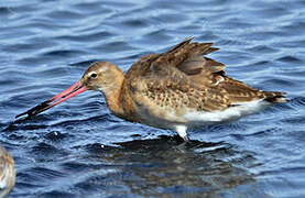 Black-tailed Godwit