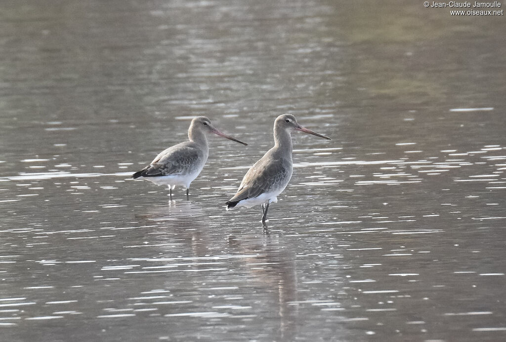 Black-tailed Godwit