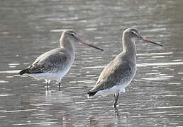 Black-tailed Godwit