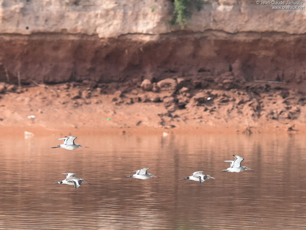 Black-tailed Godwit