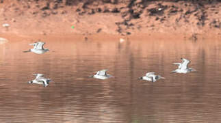 Black-tailed Godwit