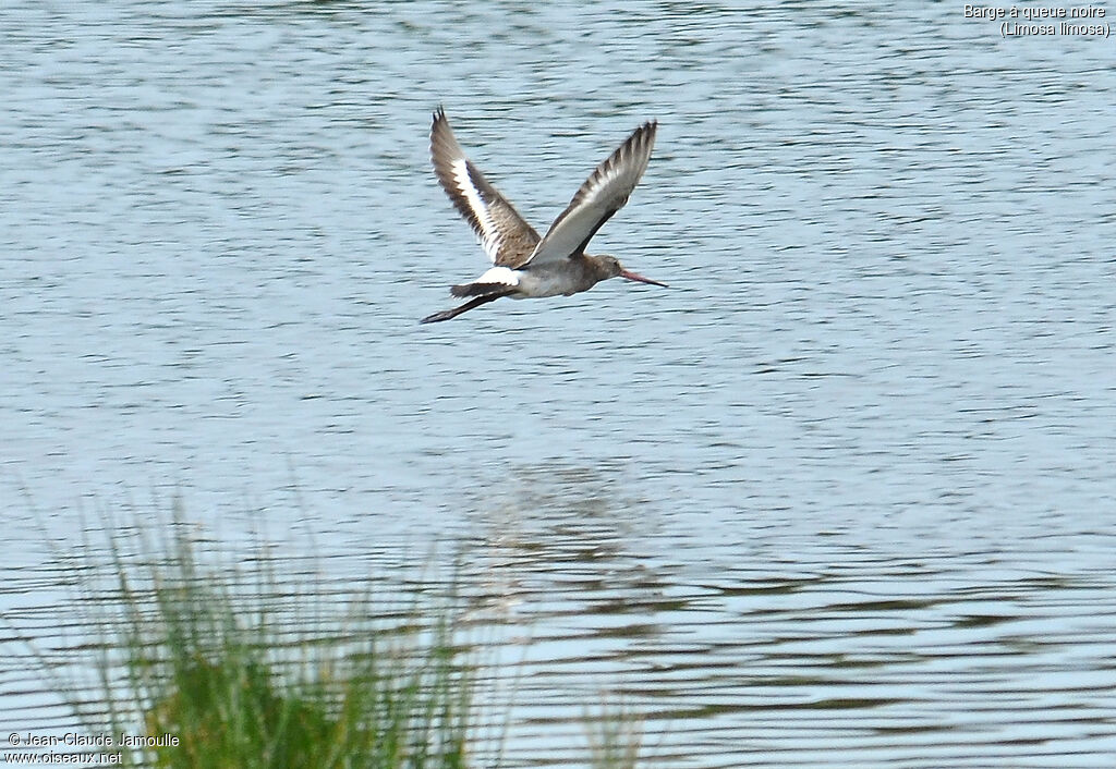 Black-tailed Godwit, Flight