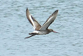 Black-tailed Godwit