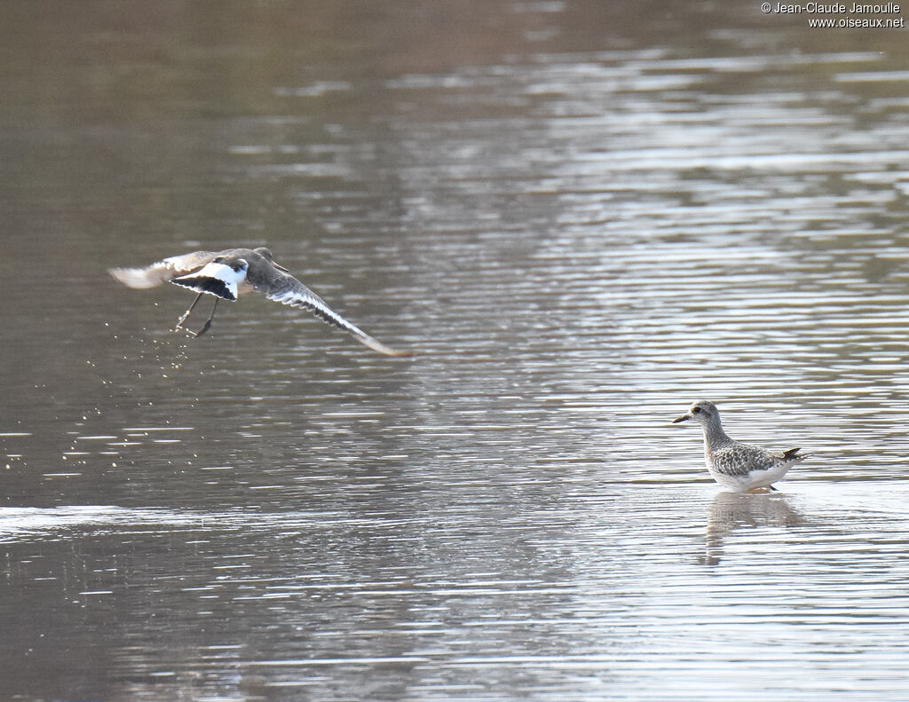 Black-tailed Godwit