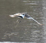 Black-tailed Godwit