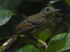 Black-crowned Antshrike