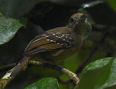 Black-crowned Antshrike