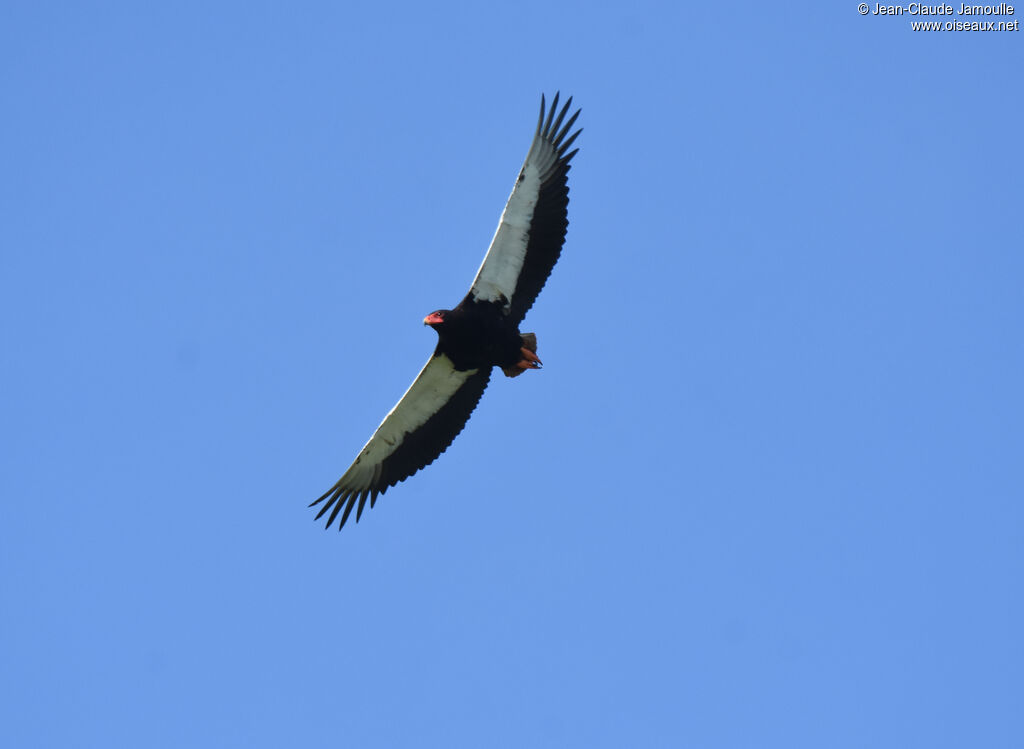 Bateleur male adult