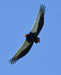 Bateleur des savanes