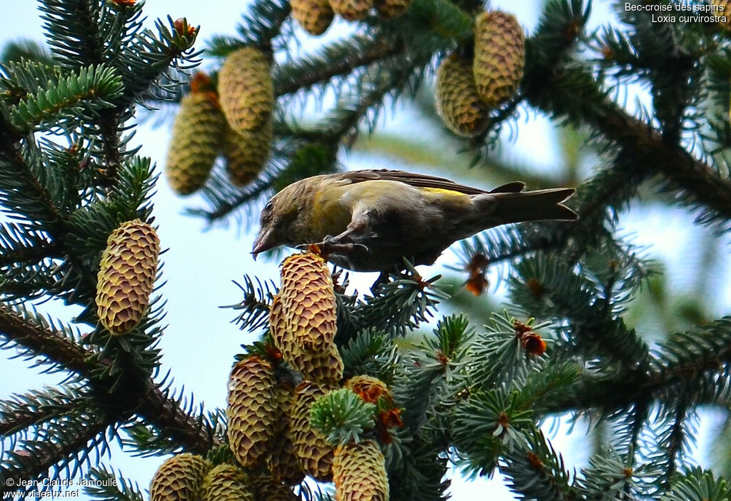 Red Crossbill female, feeding habits