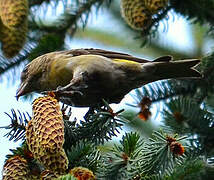 Red Crossbill