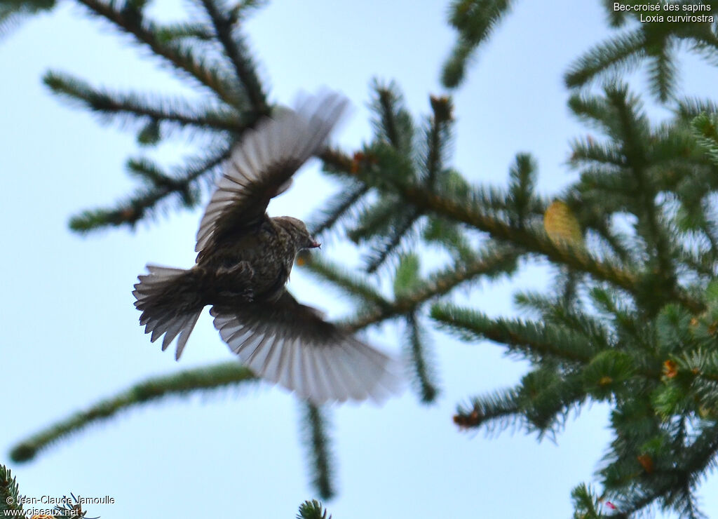 Red Crossbilljuvenile, Flight, feeding habits