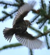 Red Crossbill