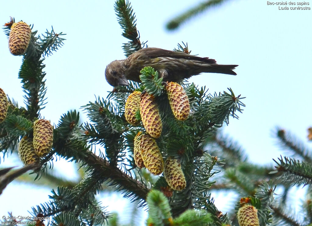 Red Crossbilljuvenile, feeding habits