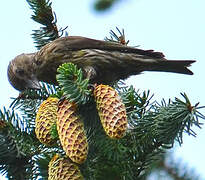 Red Crossbill