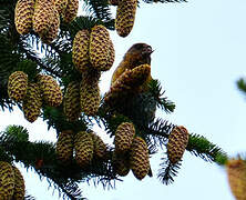 Bec-croisé des sapins