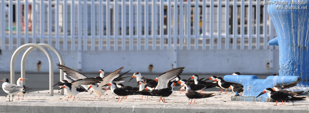 Black Skimmer