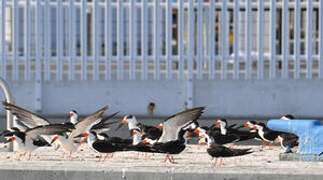 Black Skimmer