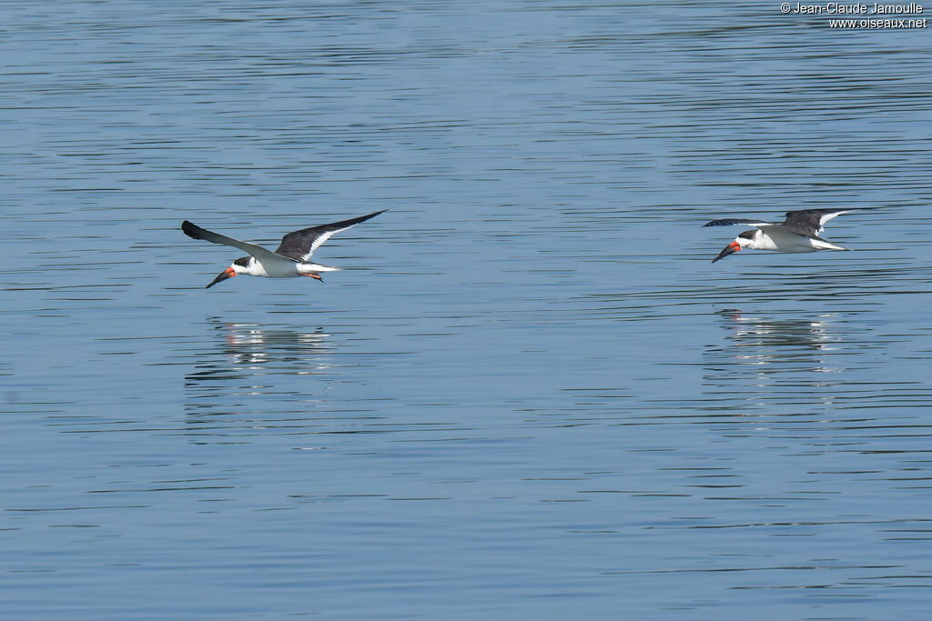 Black Skimmer