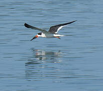 Black Skimmer