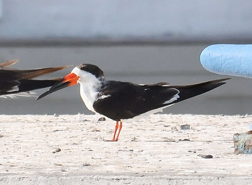 Black Skimmer