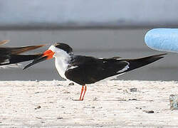 Black Skimmer