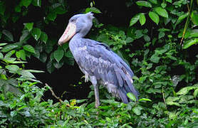 Shoebill