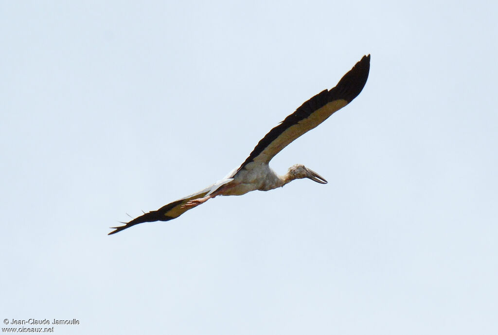 Asian Openbill, Flight