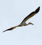 Asian Openbill