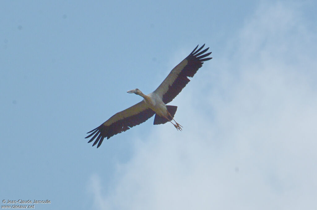 Asian Openbill, Flight