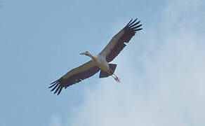 Asian Openbill