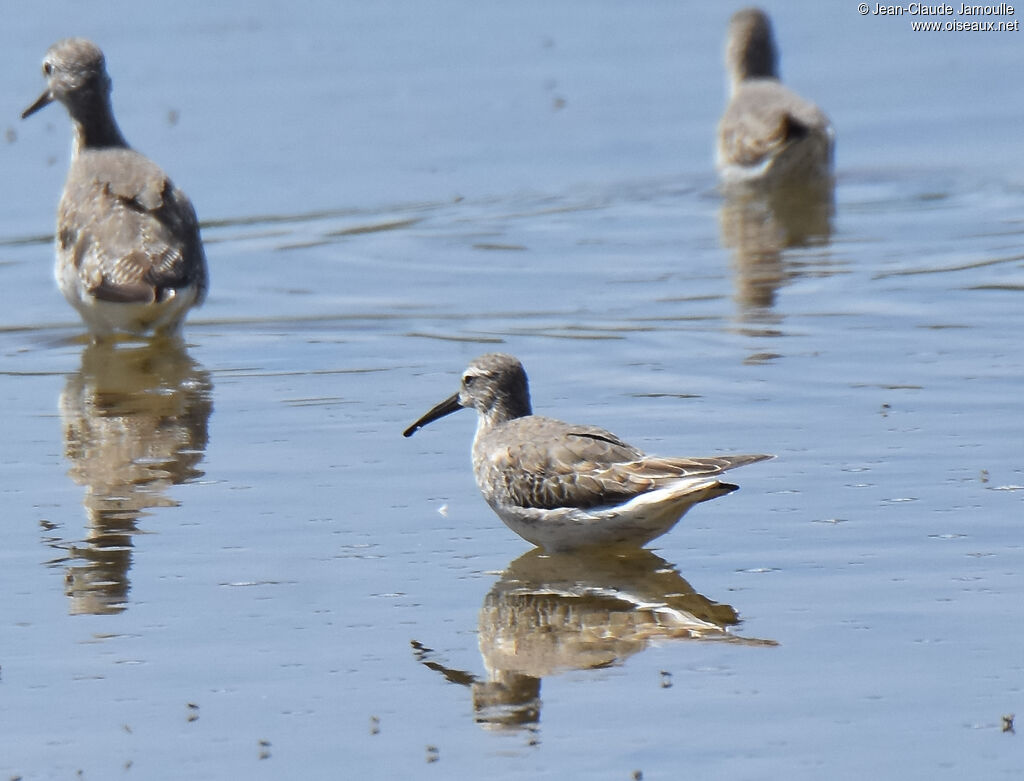 Stilt Sandpiper