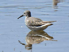 Stilt Sandpiper