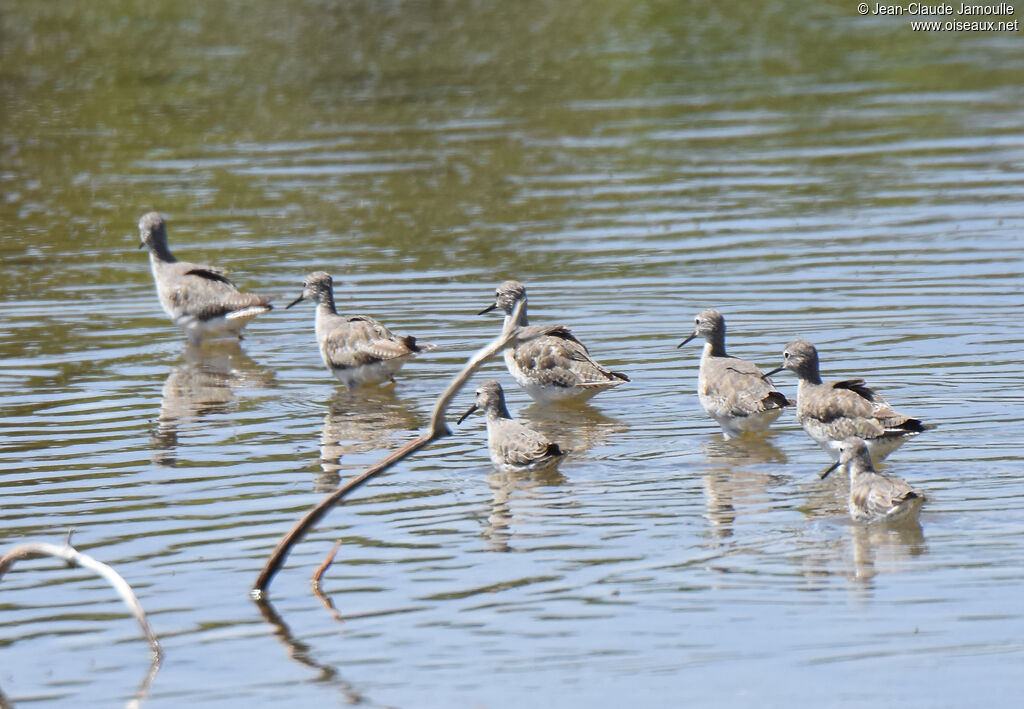 Stilt Sandpiper