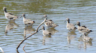 Stilt Sandpiper