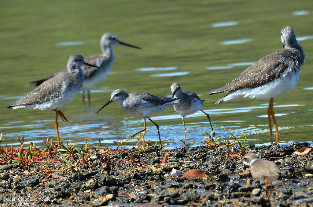 Stilt Sandpiper, Behaviour